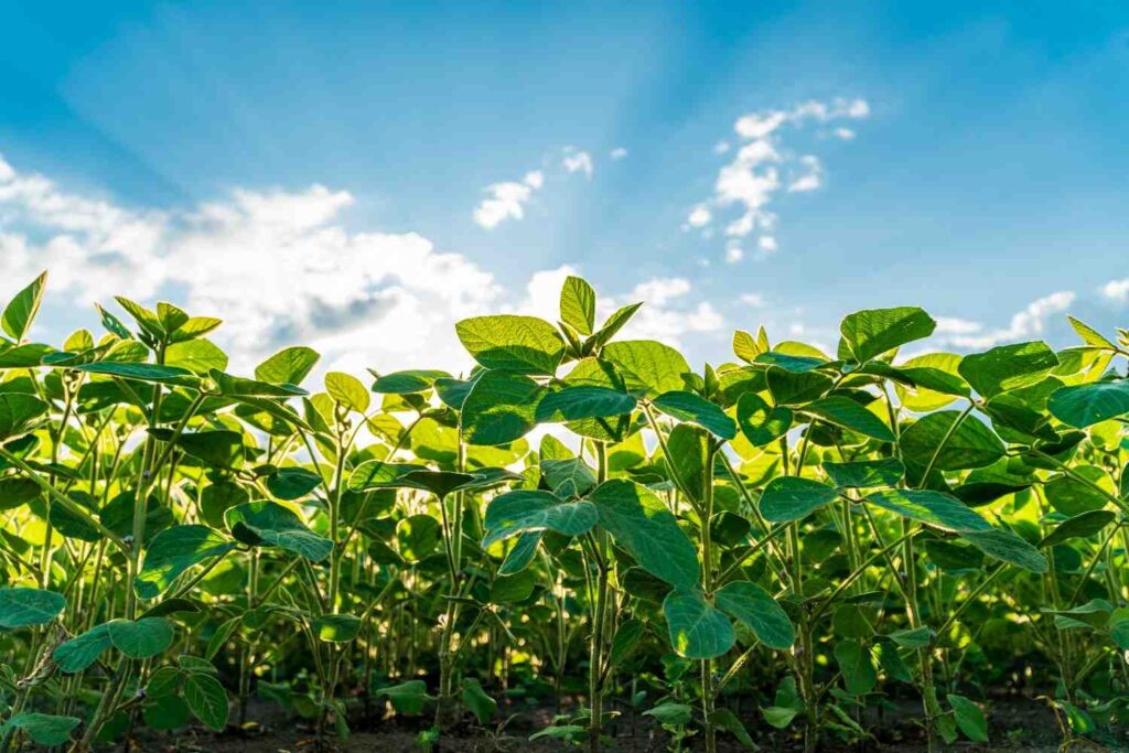 Expert Tips for Growing Soybeans Successfully and Boosting Yields
