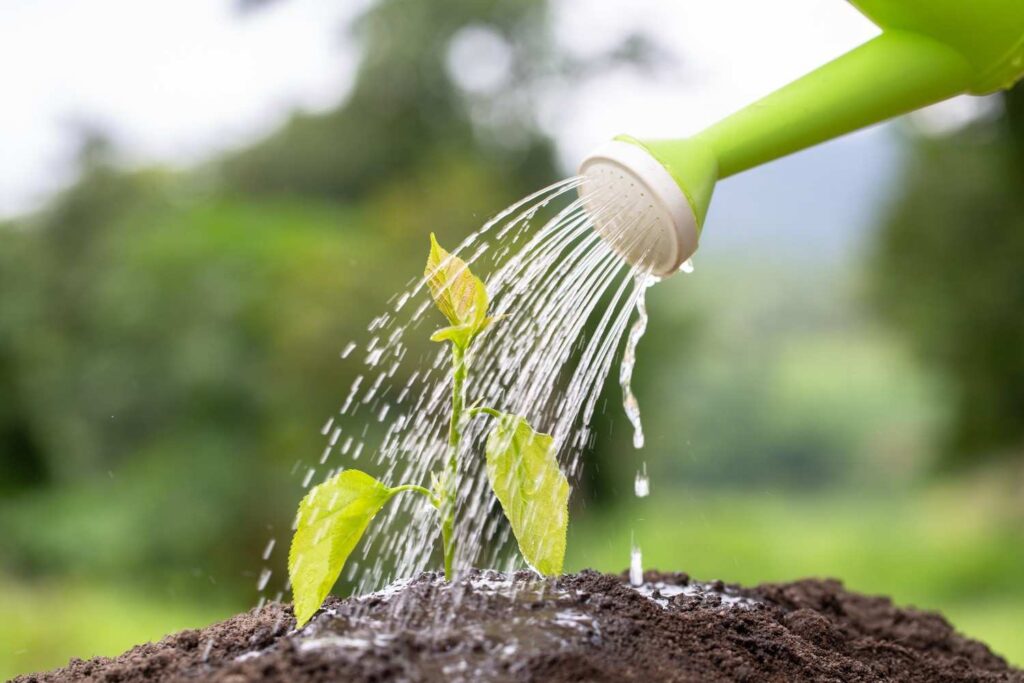Essential Watering Plants Tips for Fast & Thriving Growth