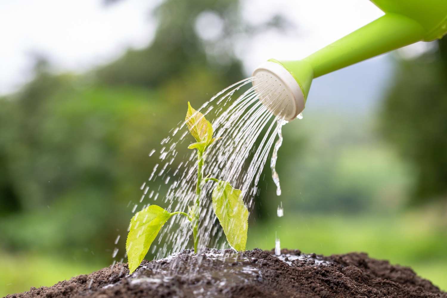 Essential Watering Plants Tips for Fast & Thriving Growth