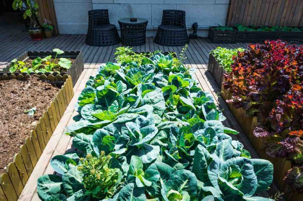 Terrace Gardening for Beginners: Easy Setup & Real Benefits