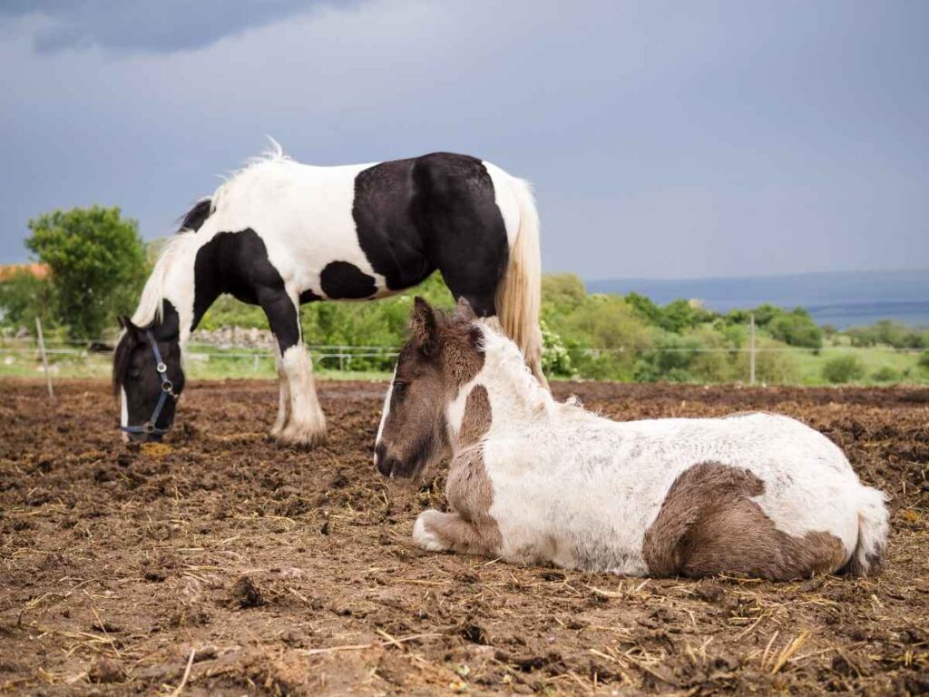 Horse Manure Compost: 8 Steps to Turn Stable Waste into Gold