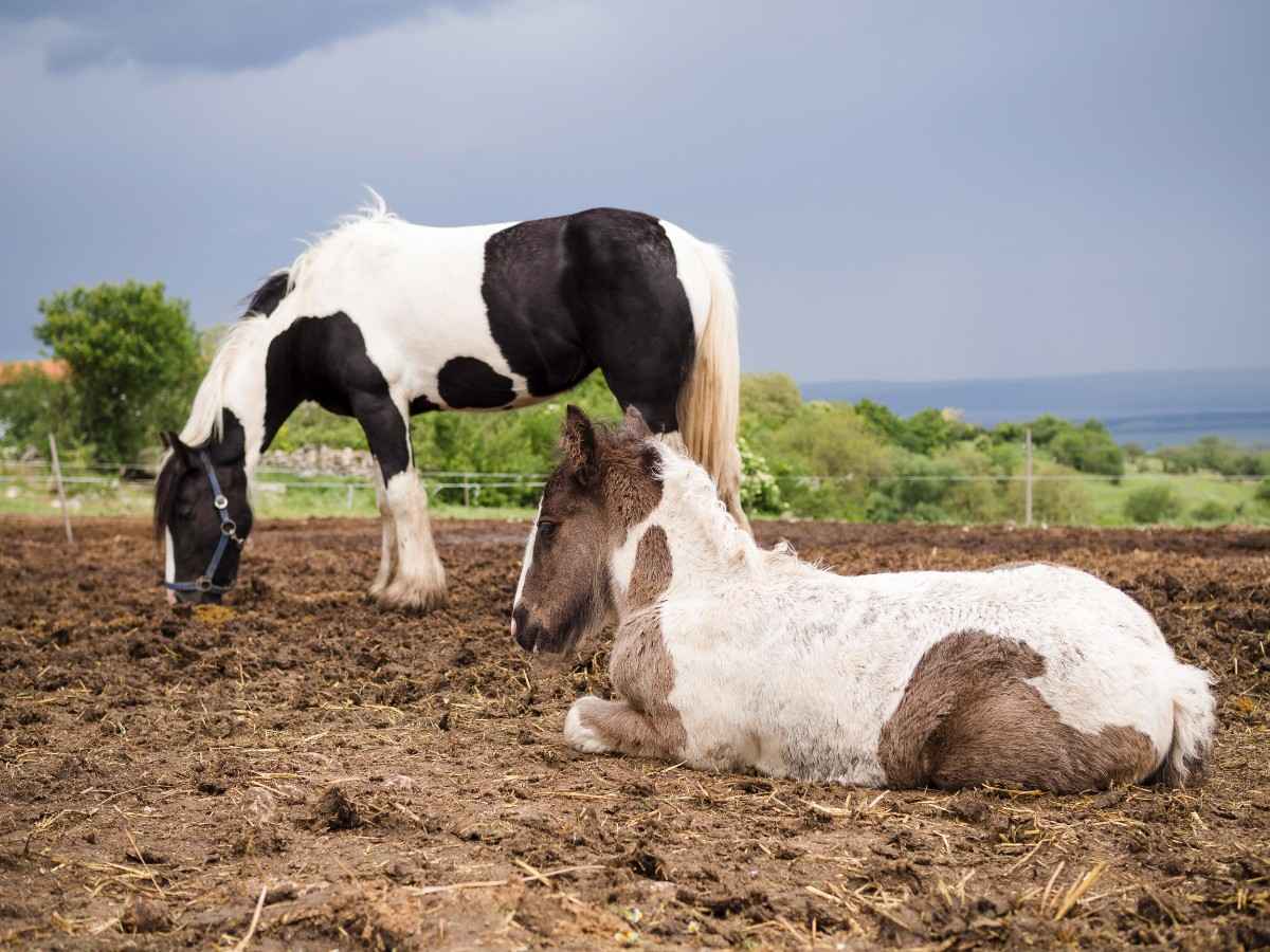 Horse Manure Compost: 8 Steps to Turn Stable Waste into Gold