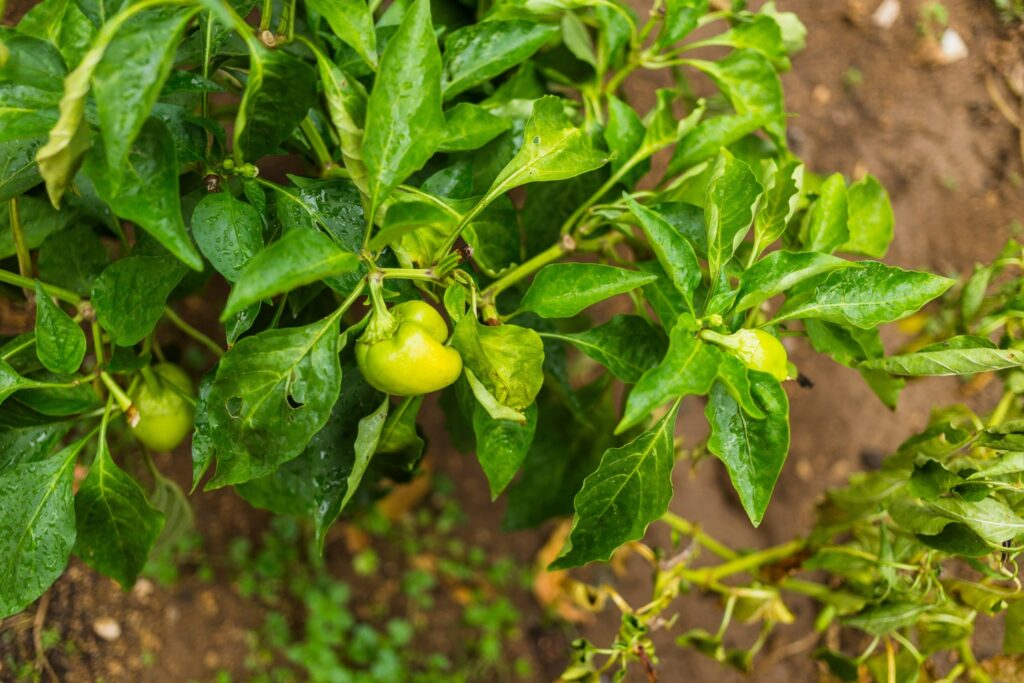 How to Grow Bell Peppers: Easy Tips for Bigger, Sweeter Peppers