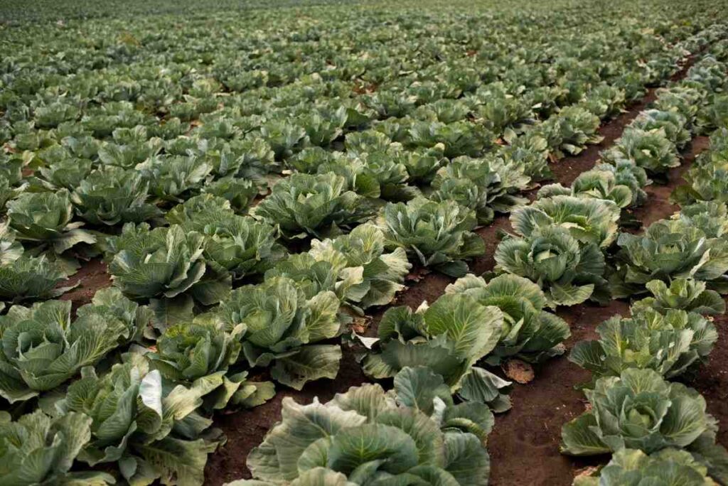 Best Seasons for Crop Growing: Ultimate Farming Guide