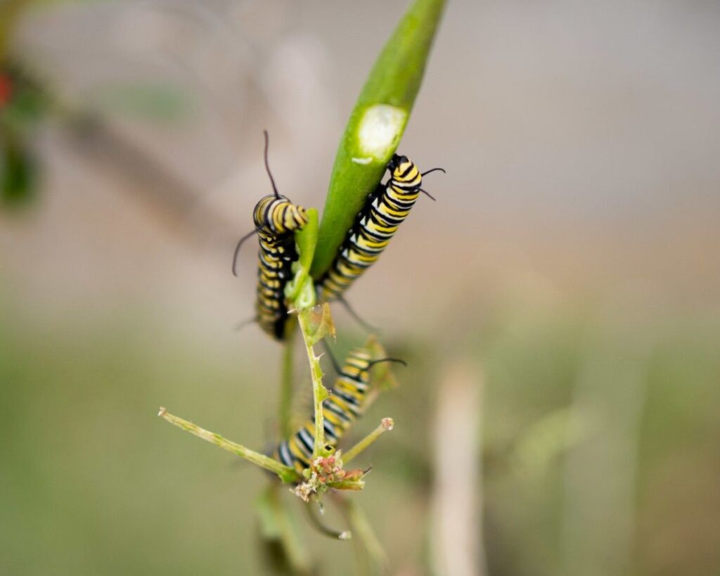 How to Stop Caterpillars From Eating Plants Naturally (Organic Guide)