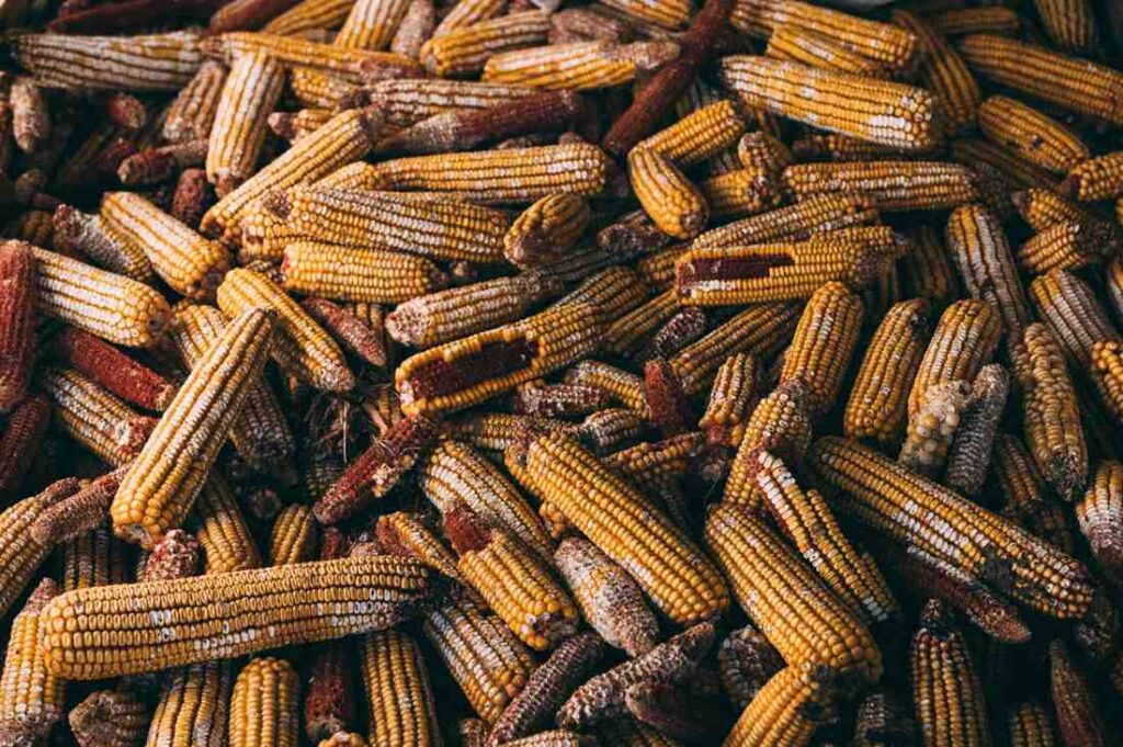 Composting Corn Cobs and Husks: Turn Waste into Garden Gold