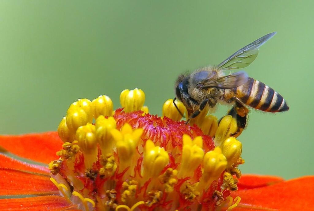 Top Plant Families for Pollinators That Supercharge Your Garden