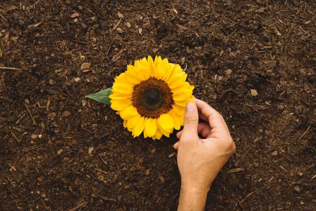 Sunflower Compost Benefits: Turn Garden Waste into Gold