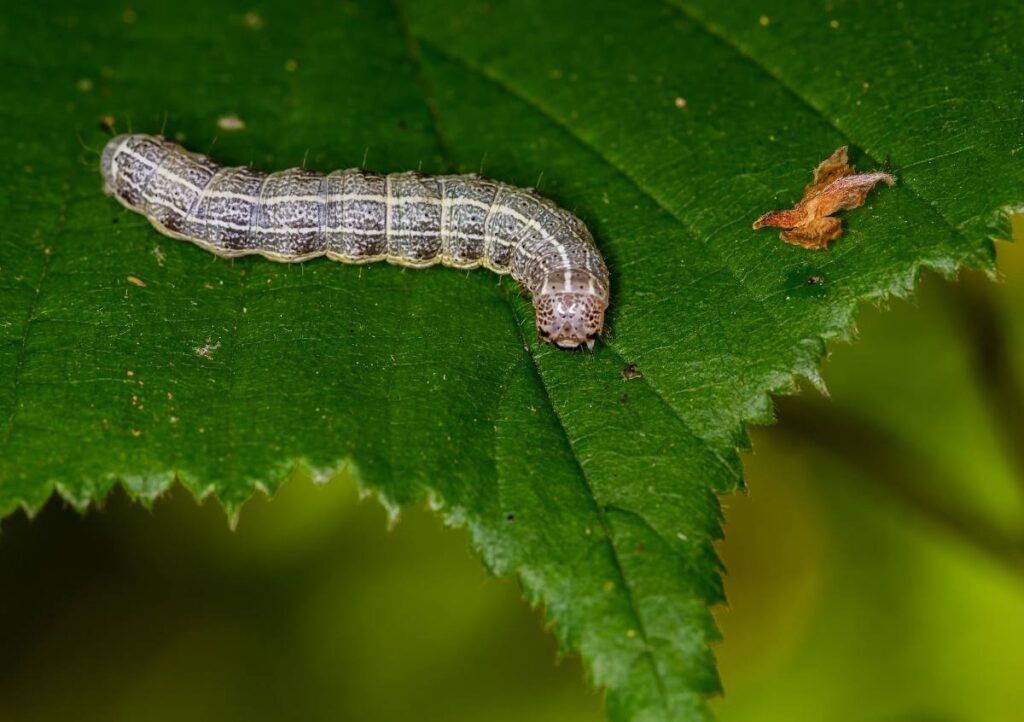How to Stop Caterpillars From Eating Plants Naturally (Organic Guide)
