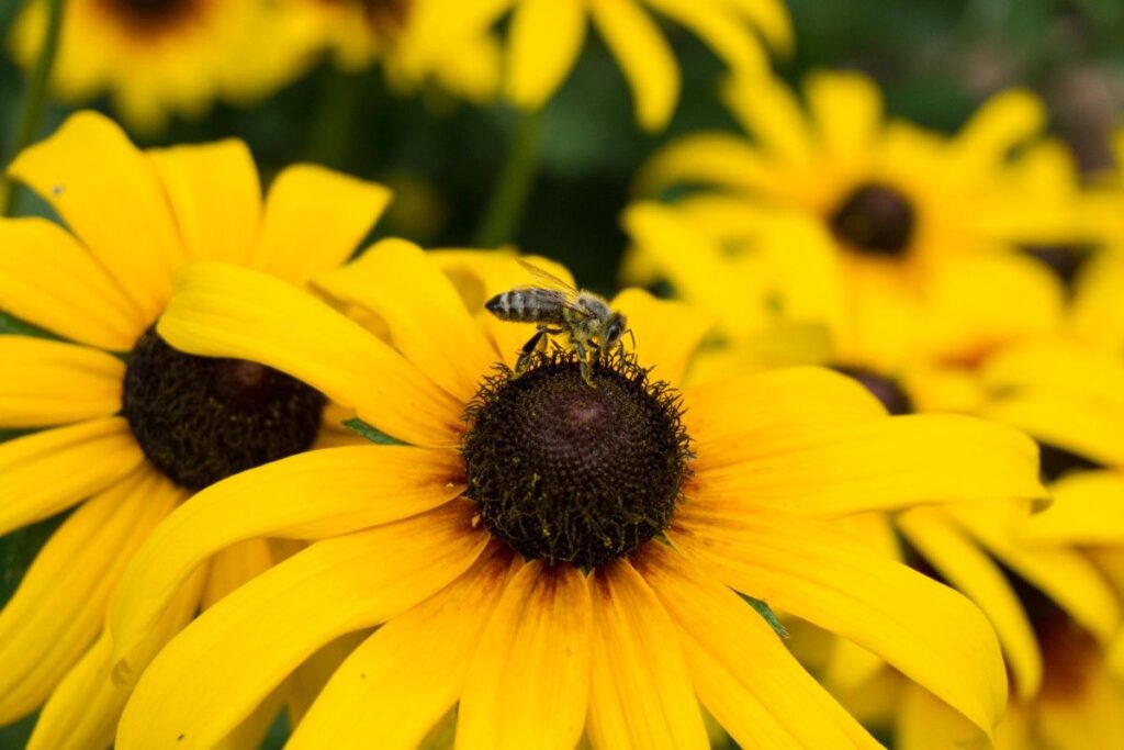 Top Plant Families for Pollinators That Supercharge Your Garden