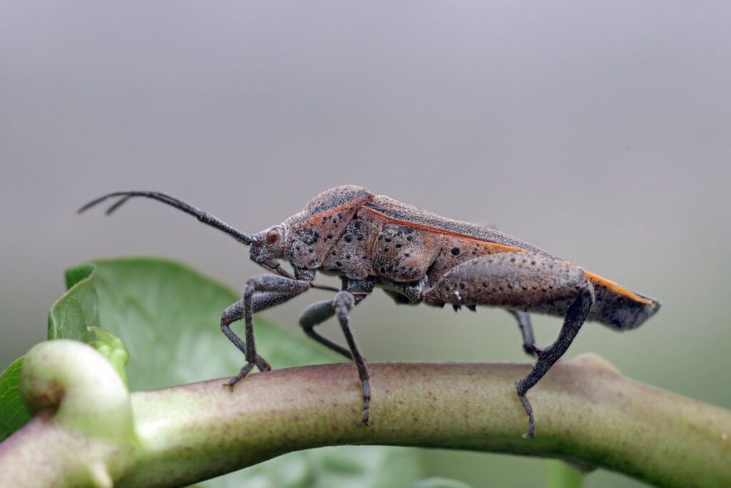 Garden Pests Destroying Your Plants? Stop Them Fast