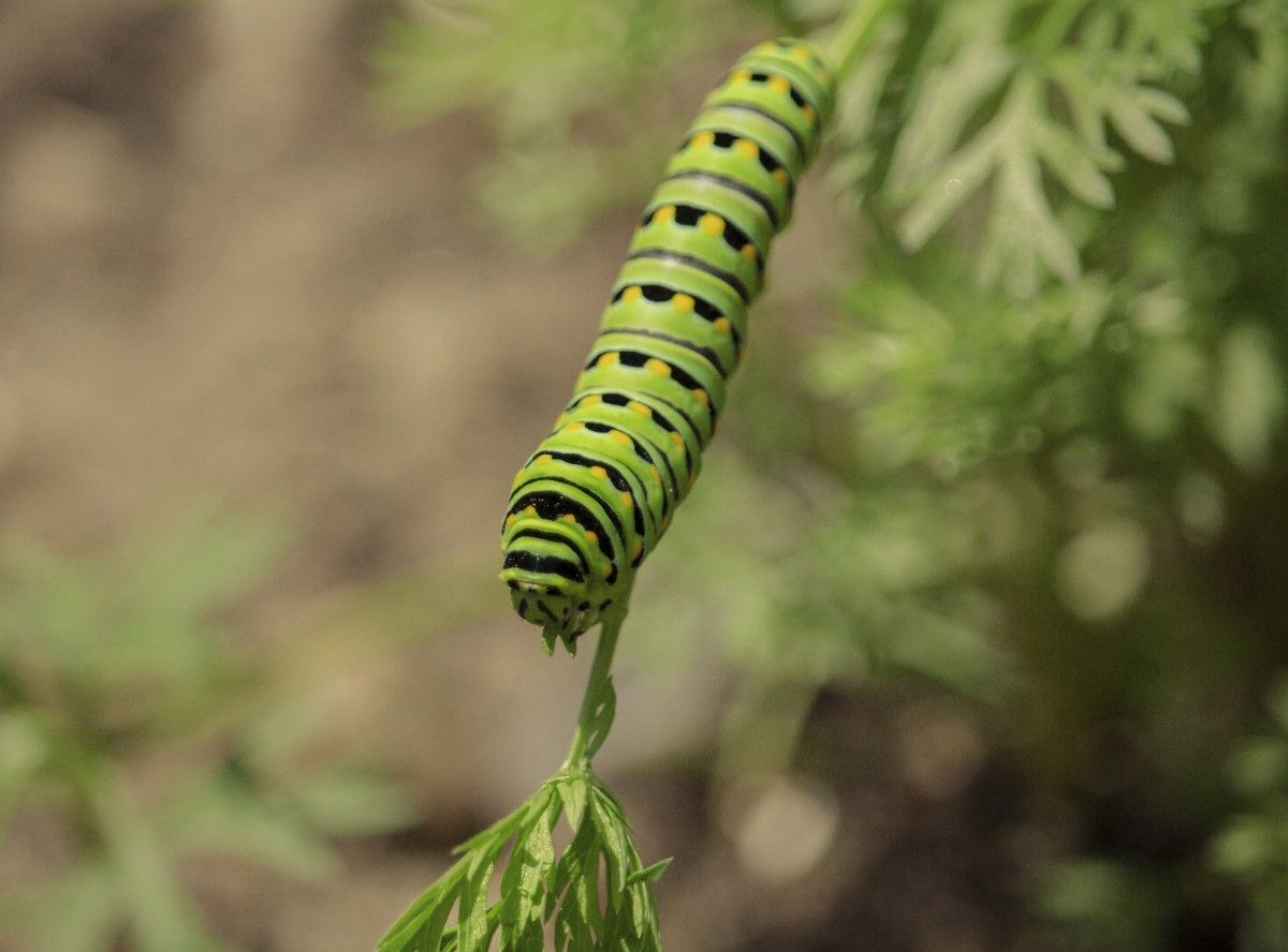 How to Stop Caterpillars From Eating Plants Naturally (Organic Guide)