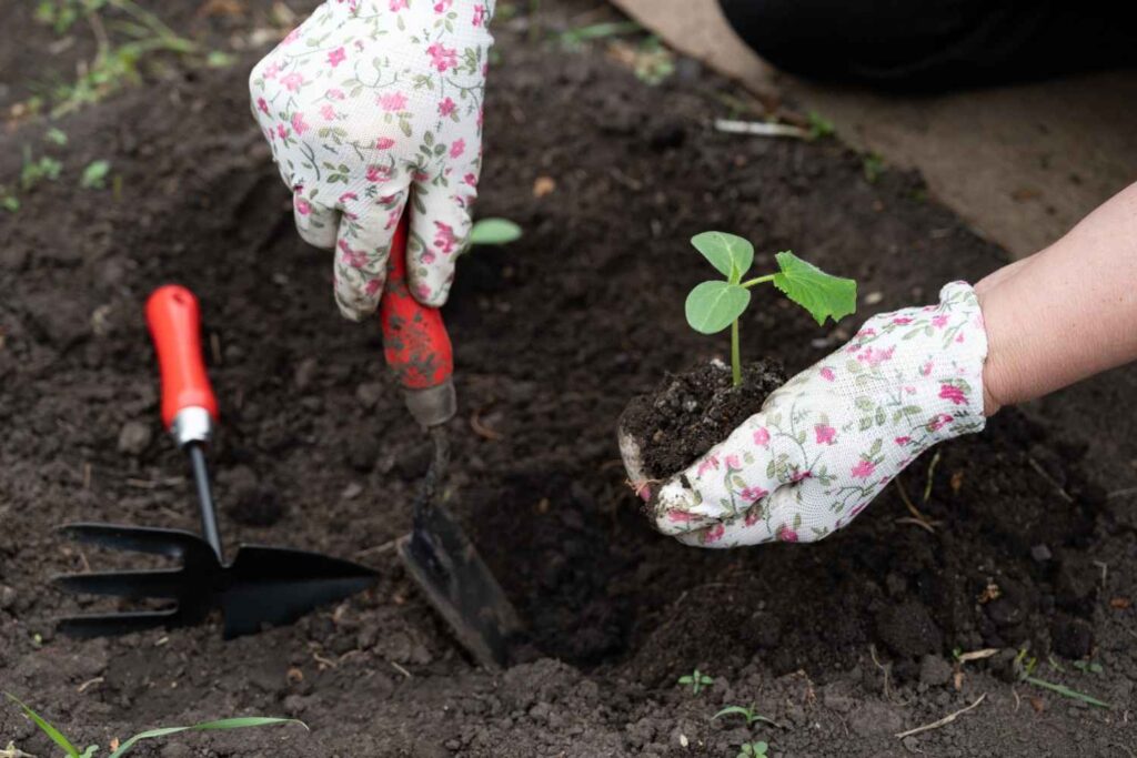 Direct Seeding Explained Simply for Every Gardener: Easy How-To Guide