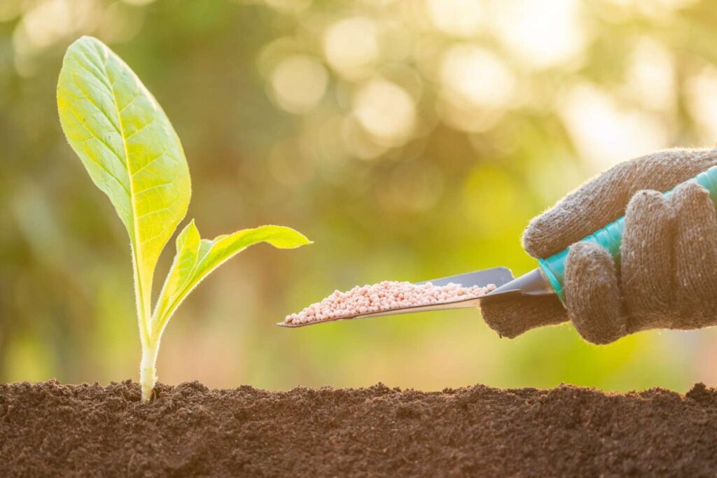 A Complete Guide to Fertilizers: Choose the Best One Easily