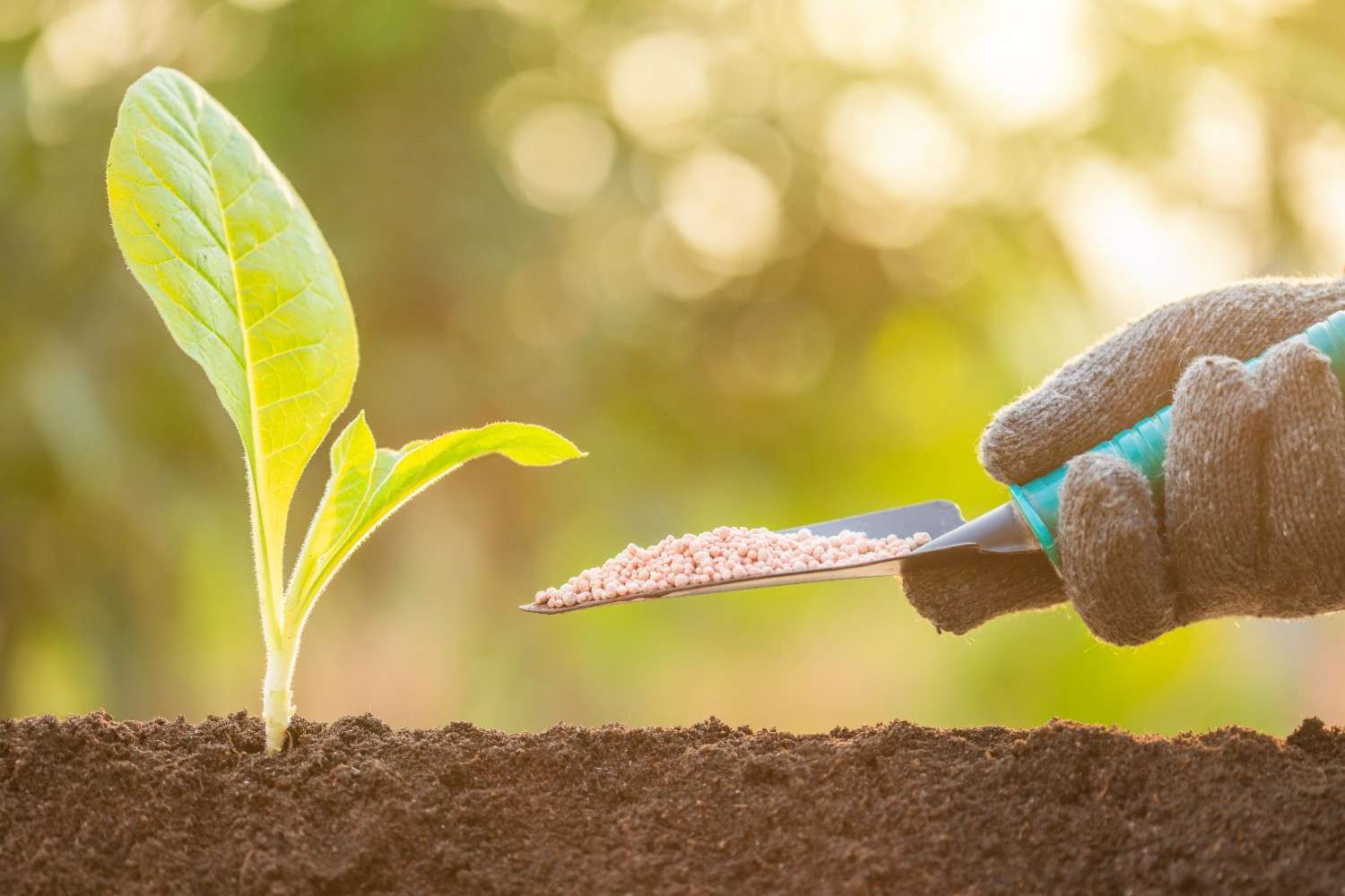 A Complete Guide to Fertilizers: Choose the Best One Easily