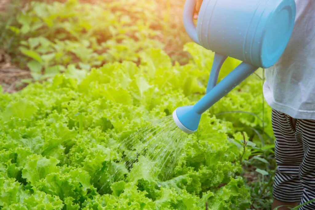 Overwatering Mistakes That Are Secretly Killing Your Garden