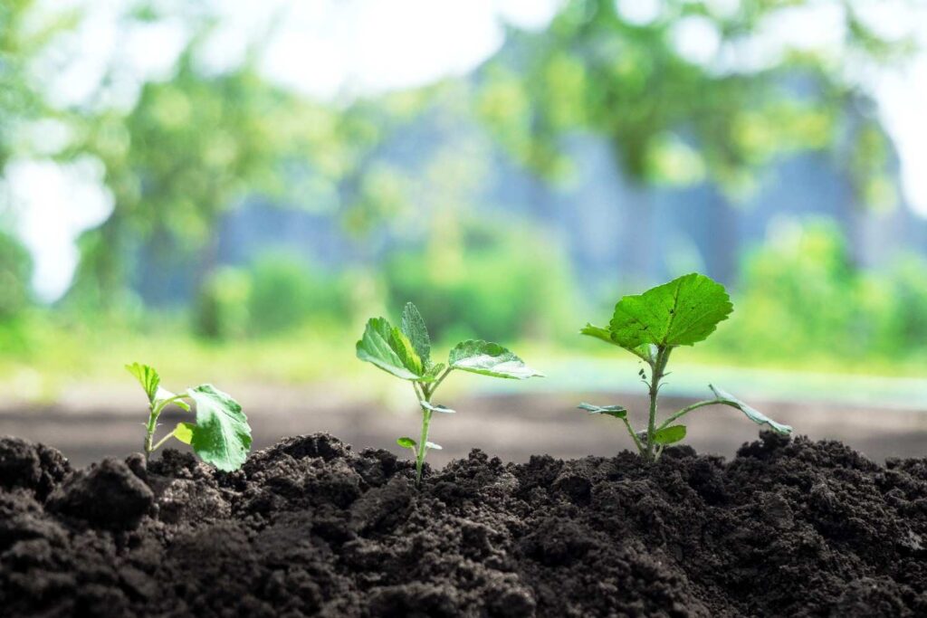 Direct Seeding Explained Simply for Every Gardener: Easy How-To Guide