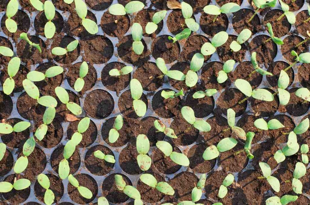 Direct Seeding Explained Simply for Every Gardener: Easy How-To Guide